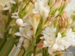 augmented_Polianthes tuberosa flower4_0_7204.jpeg